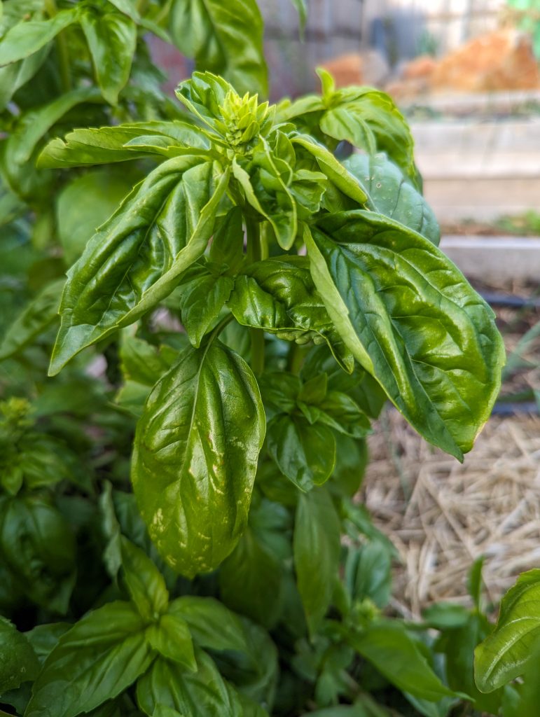 basil plant herb