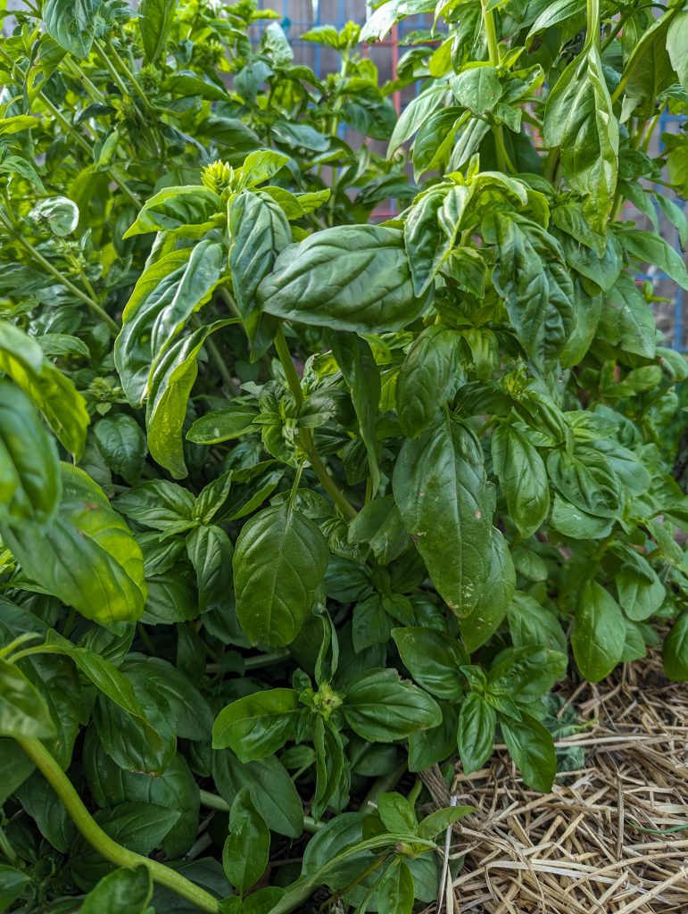 basil annual herb growing in my garden