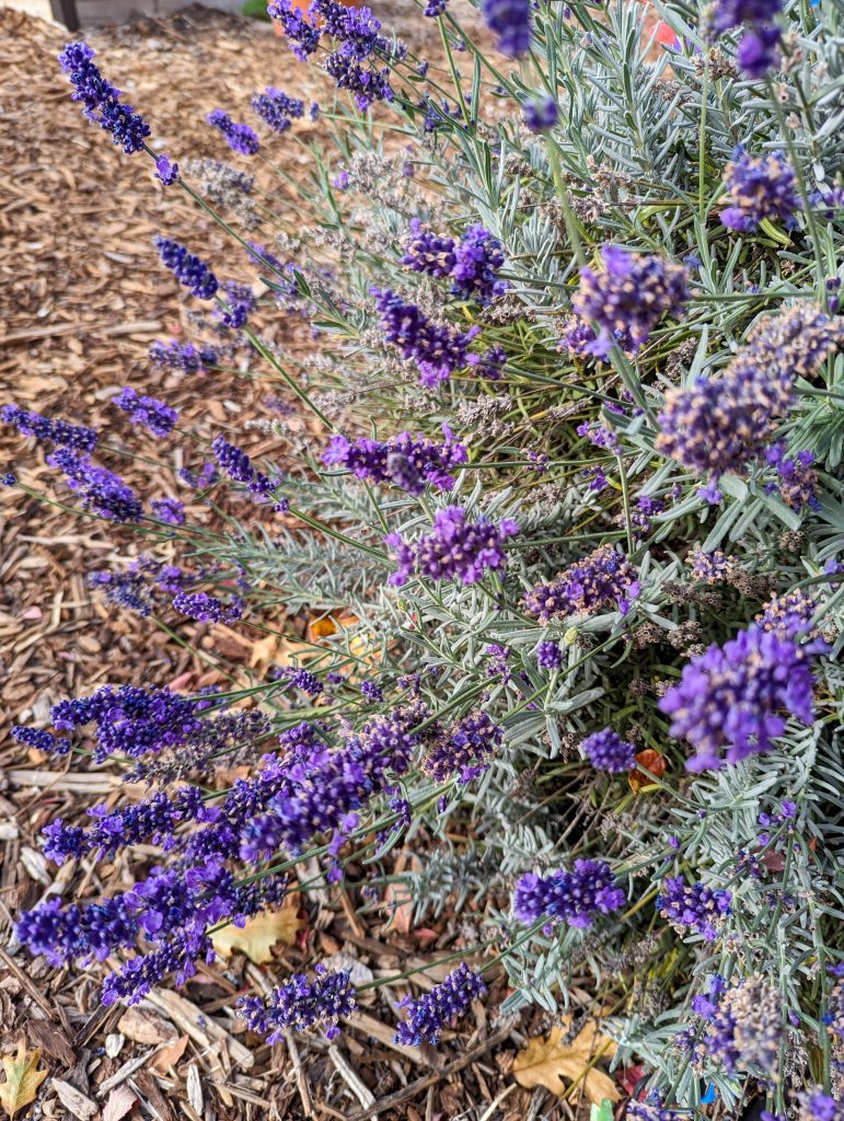 lavender bush in garden