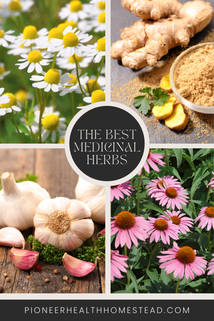 chamomile flower ginger root and powder garlic bulb and cloves and echinacea flower