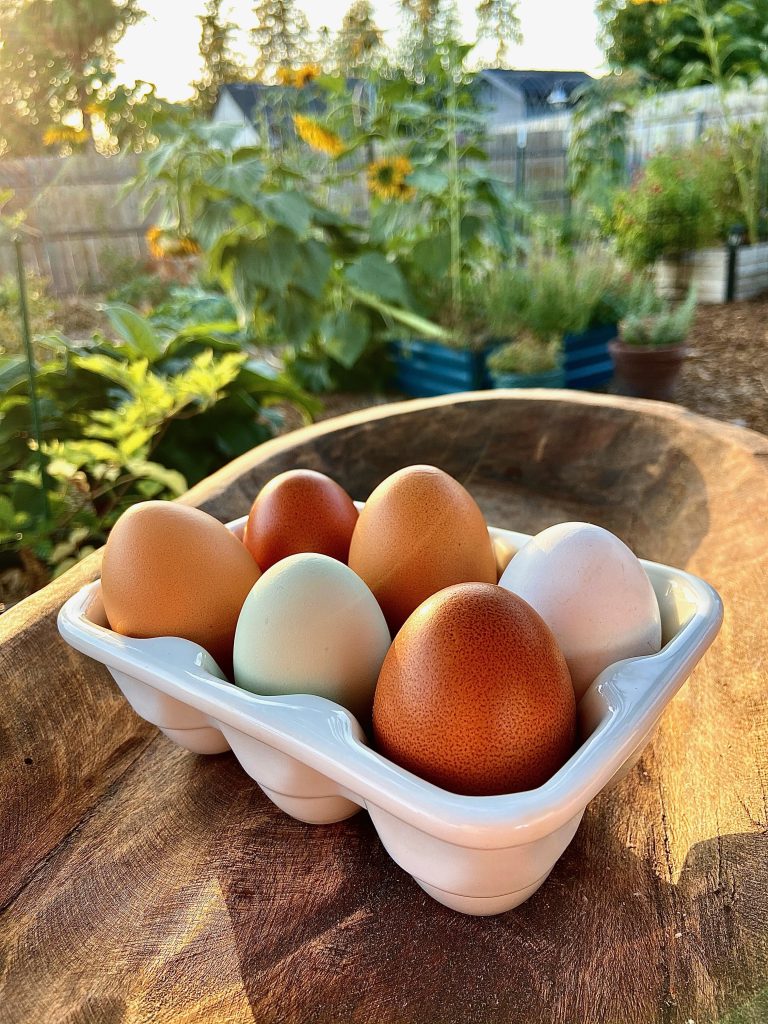 eggs in white carton