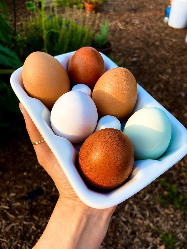 farm fresh eggs in white container in hand