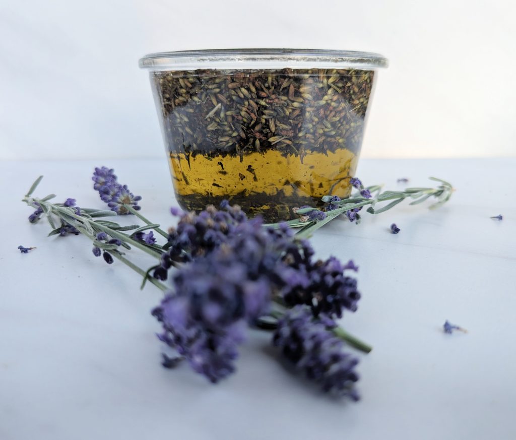 dried lavender flower in oil in glass jar fresh lavender flowers