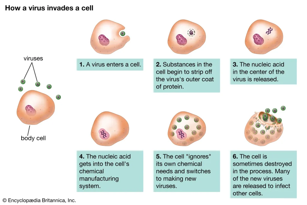 diagram for stages of a virus