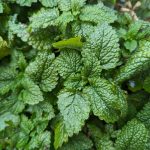 lemon balm fresh in garden