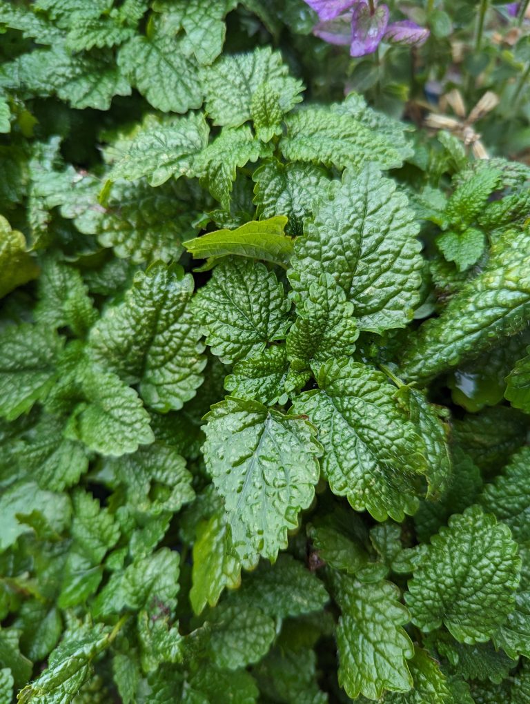 lemon balm fresh in garden