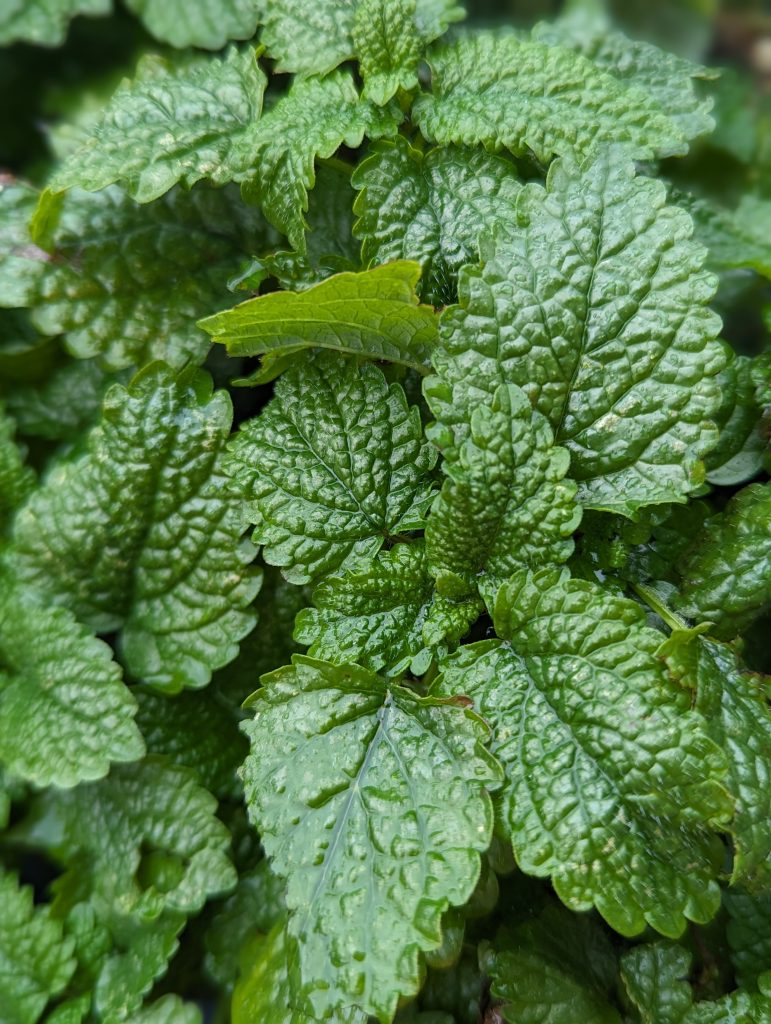 lemon balm in garden