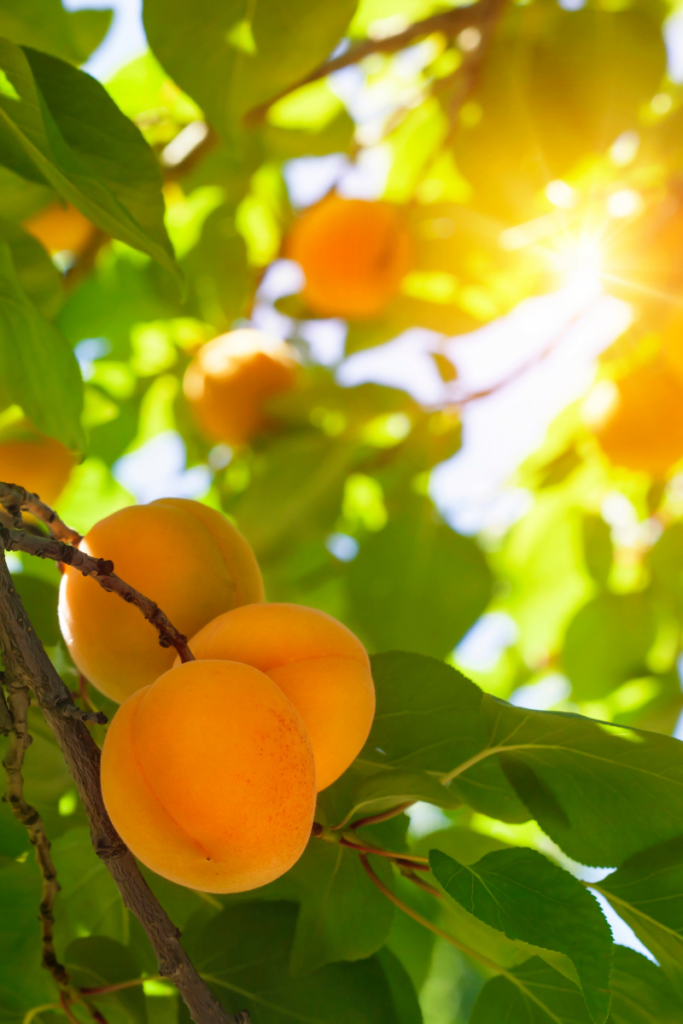 apricots in tree