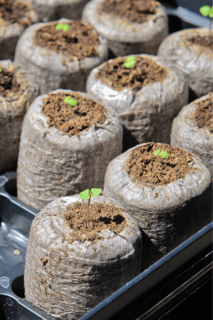 peat pellets with seedlings