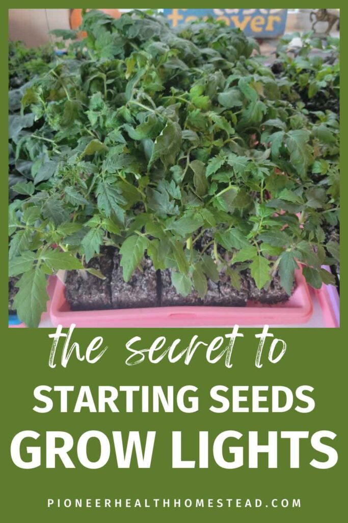 tomatoe seedlings in soil blocks in a sed tray