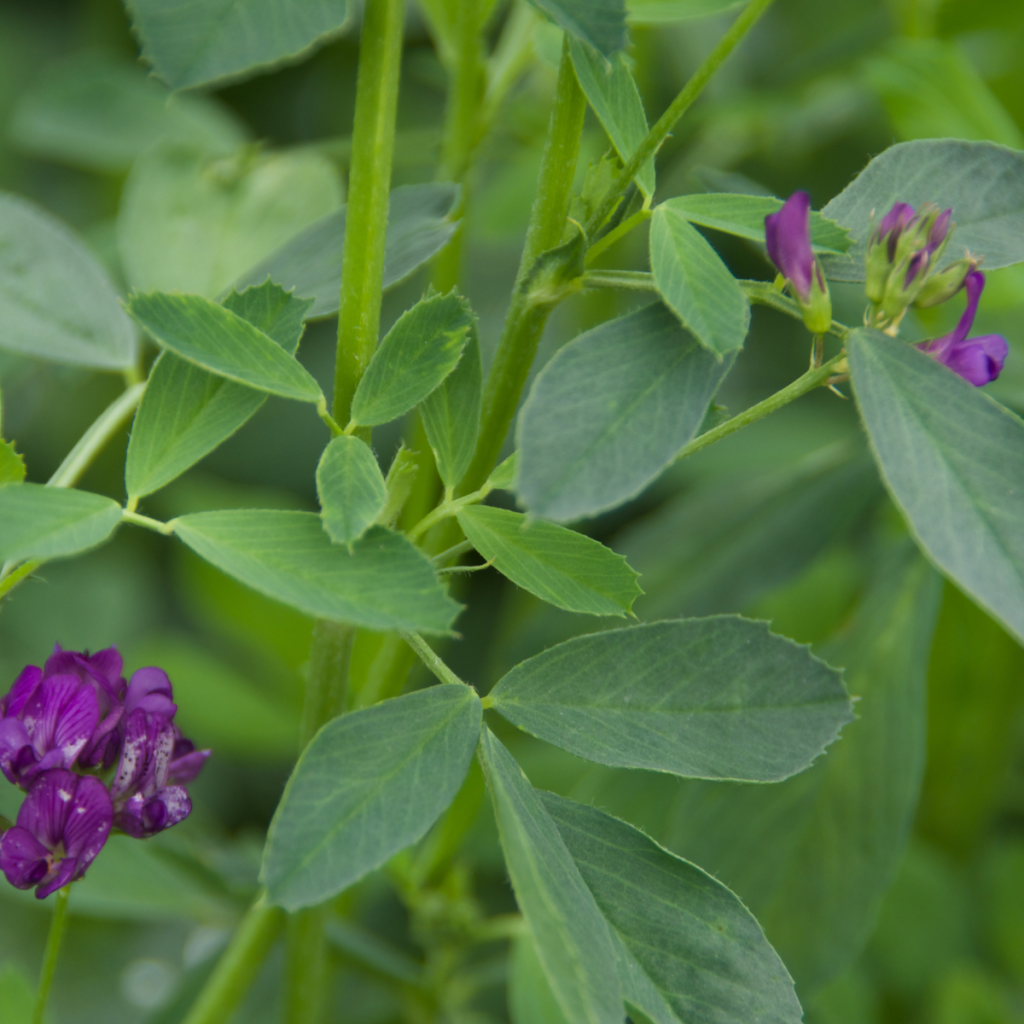 alfalfa herb plant with purple flowers