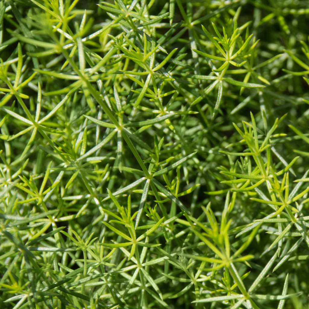 cleavers herb plant
