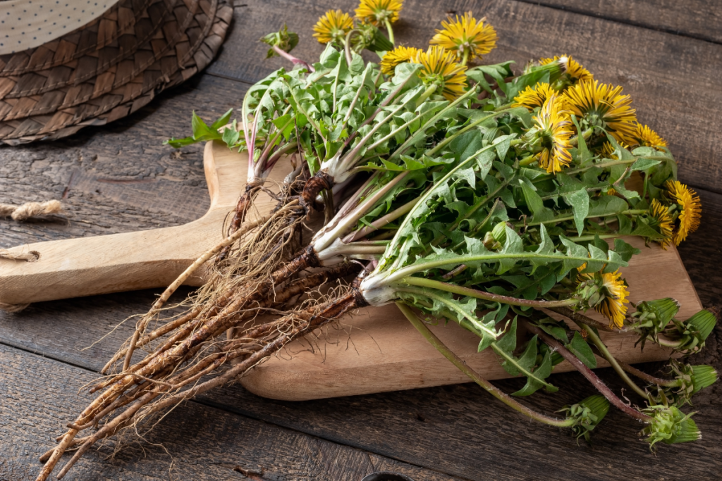 dandelion herb root and leaf and flower