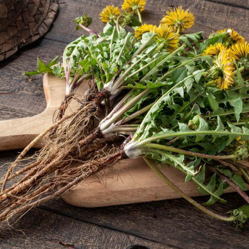 dandelion herb root and leaf and flower