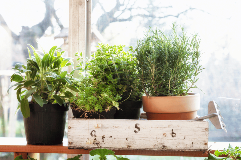 herbs on windowsill in sunshine