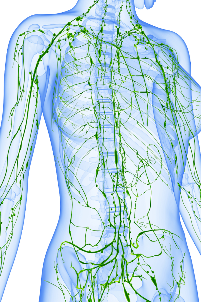 lymphatic system image