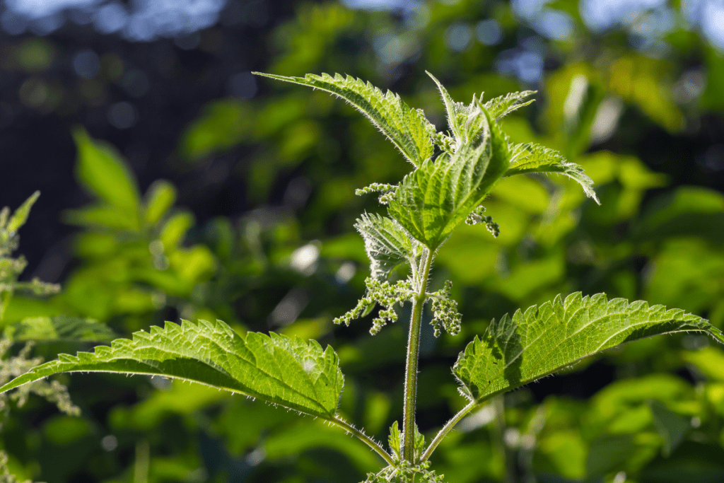 stinging nettle plant herb