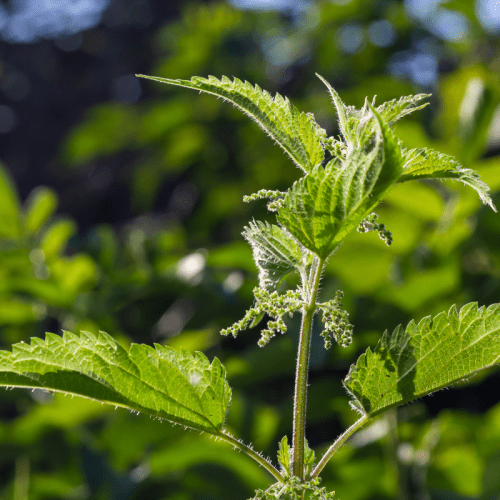 stinging nettle plant herb