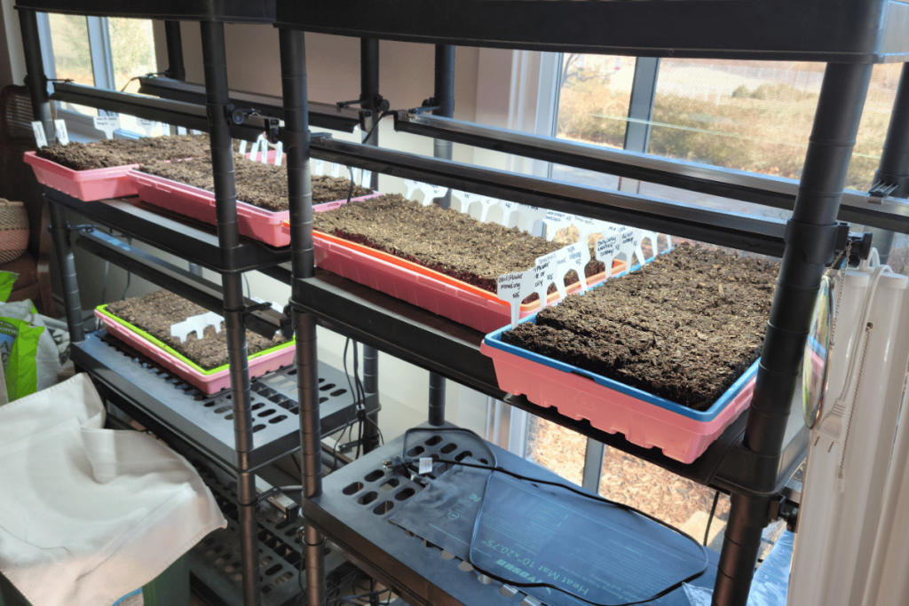 starting seeds indoors with grow lights
