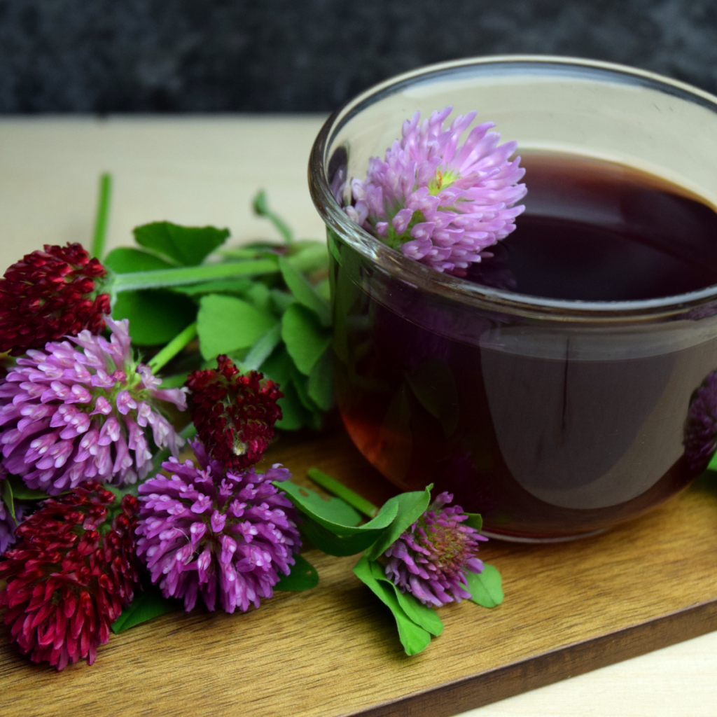 red clover tea