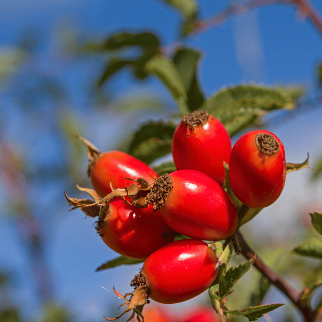 rose hips on the rose plant