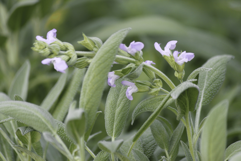sage herb with purple flowers