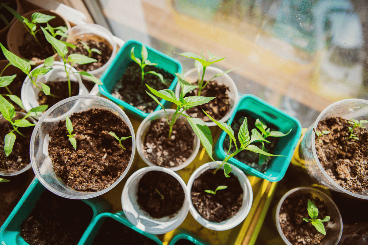 Best Complete Guide to Starting Seeds Indoors: How to Start