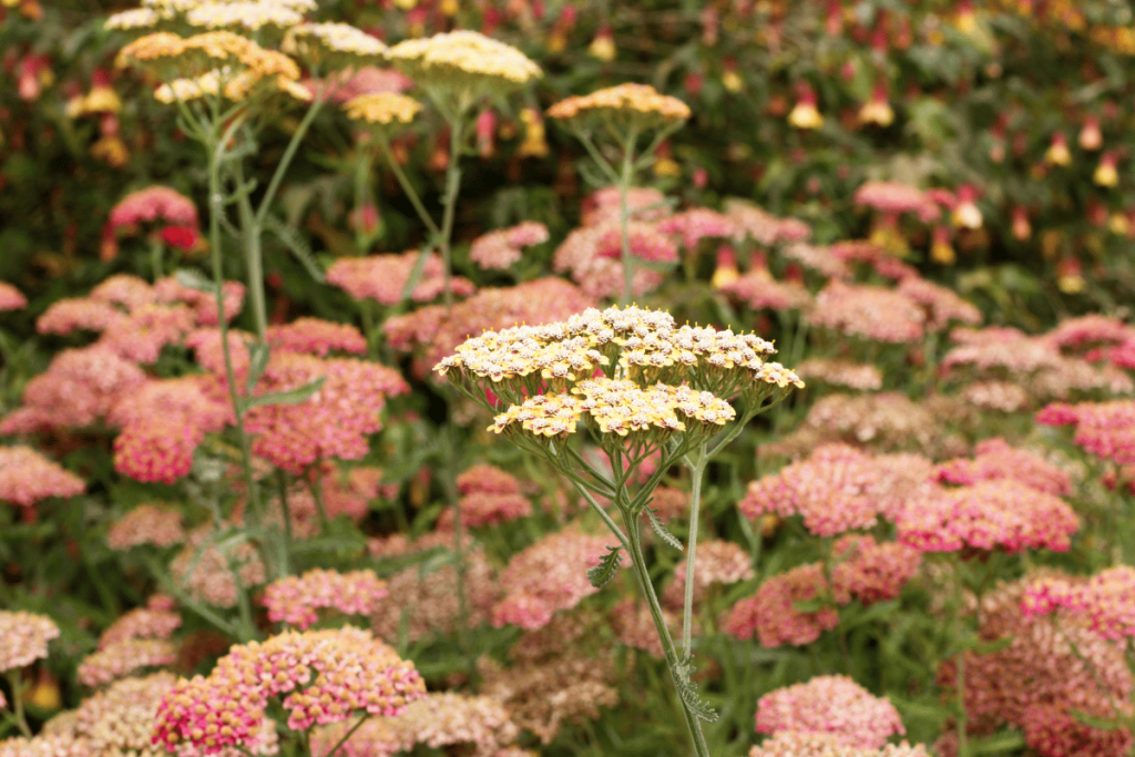 yarrow plant in white yellow and pink