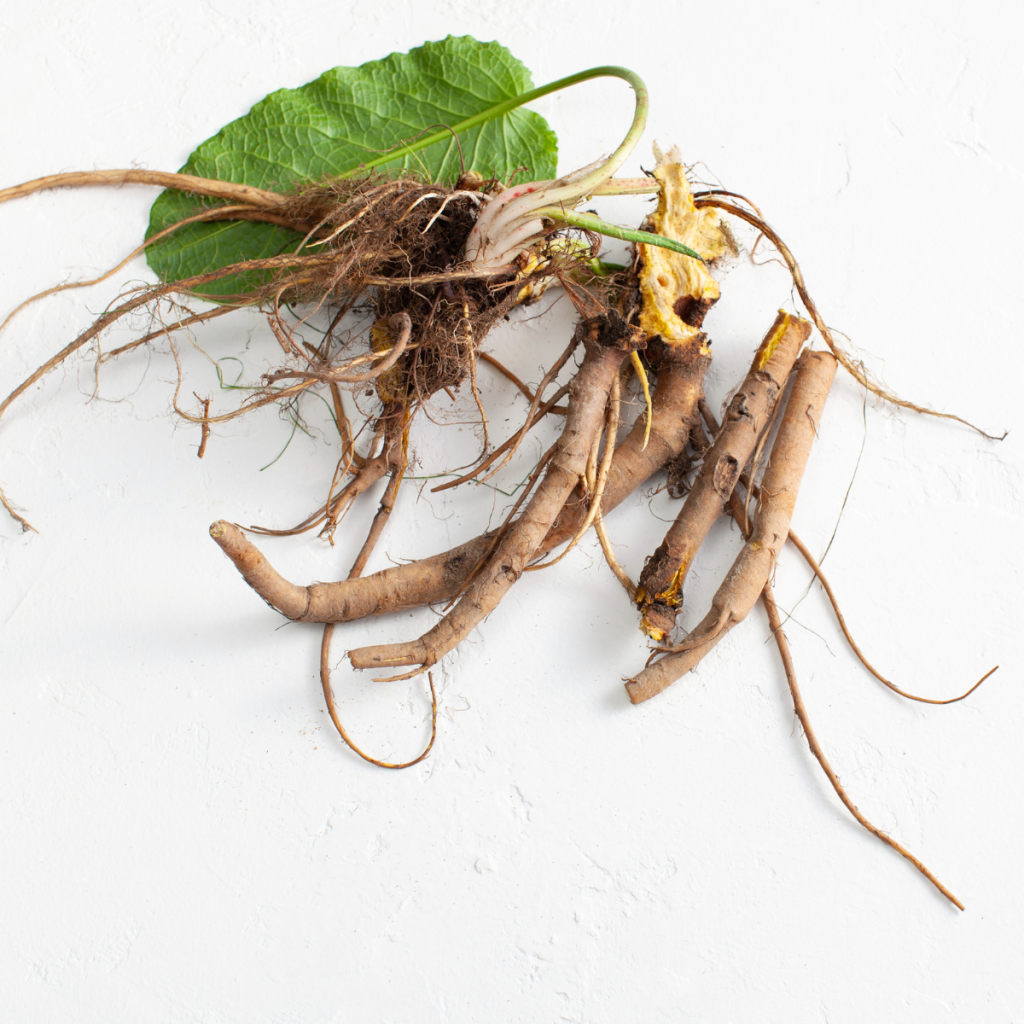 yellow dock root herb