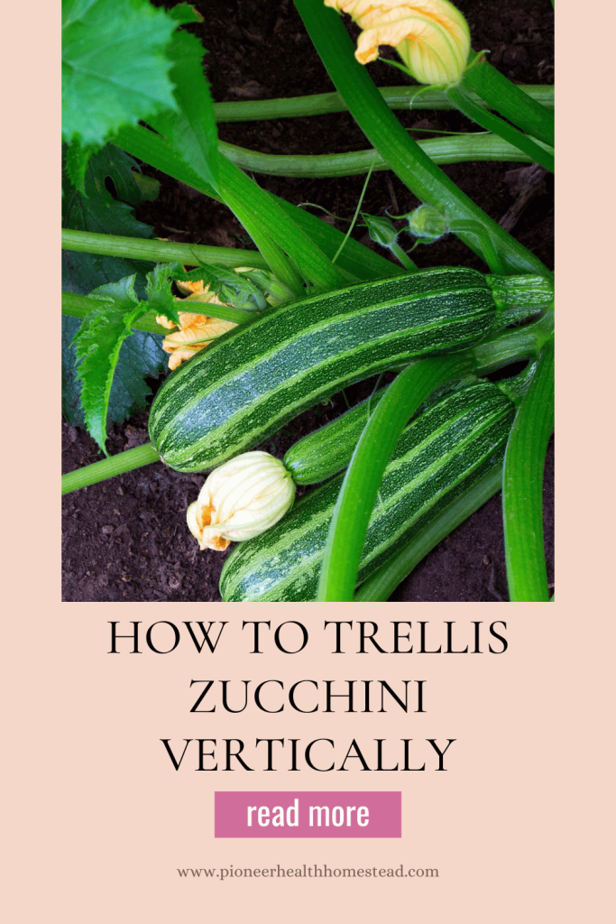 How to Trellis Zucchini Vertically