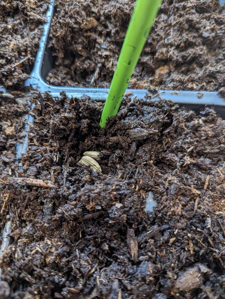 sunflower seeds in soil with green pencil