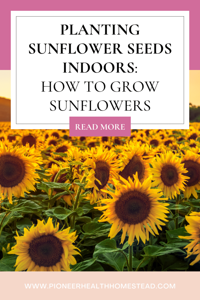 Planting Sunflower Seeds Indoors: How to Grow Sunflowers pinterest pin