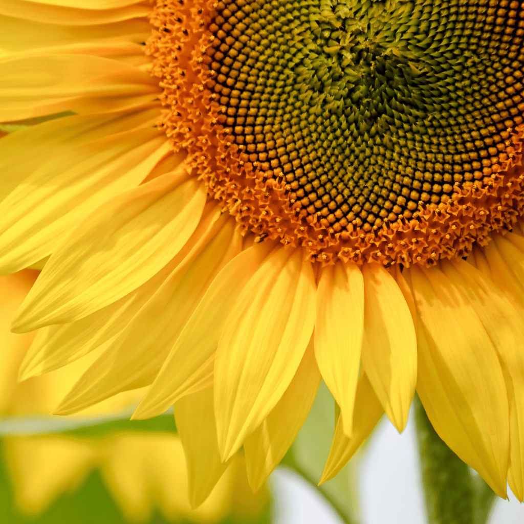 close up image of a sunflower 
