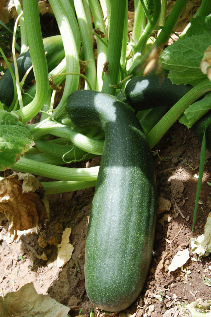 close up of zucchini on plant