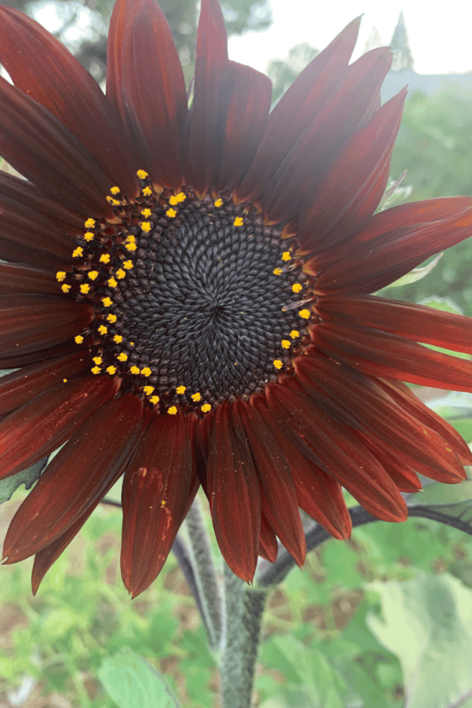 red sunflower head