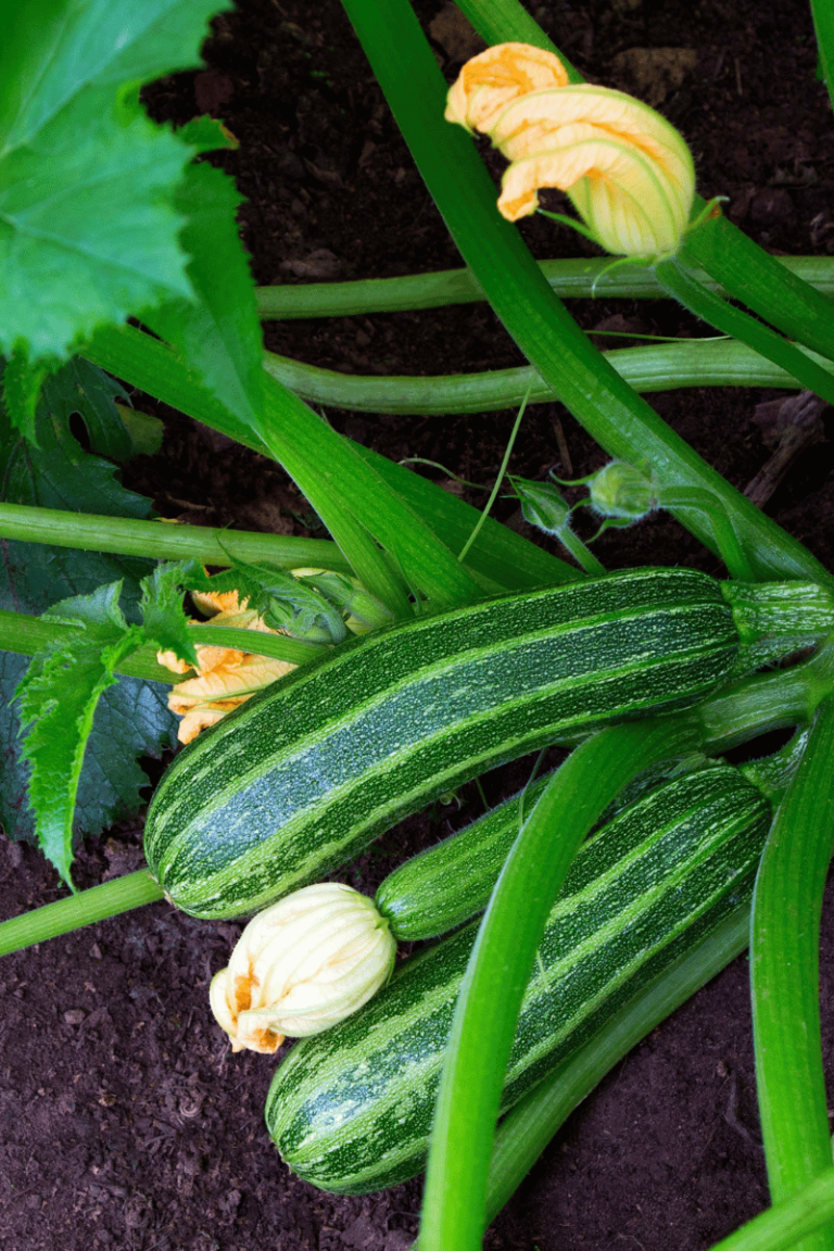 striped zucchini with flowers