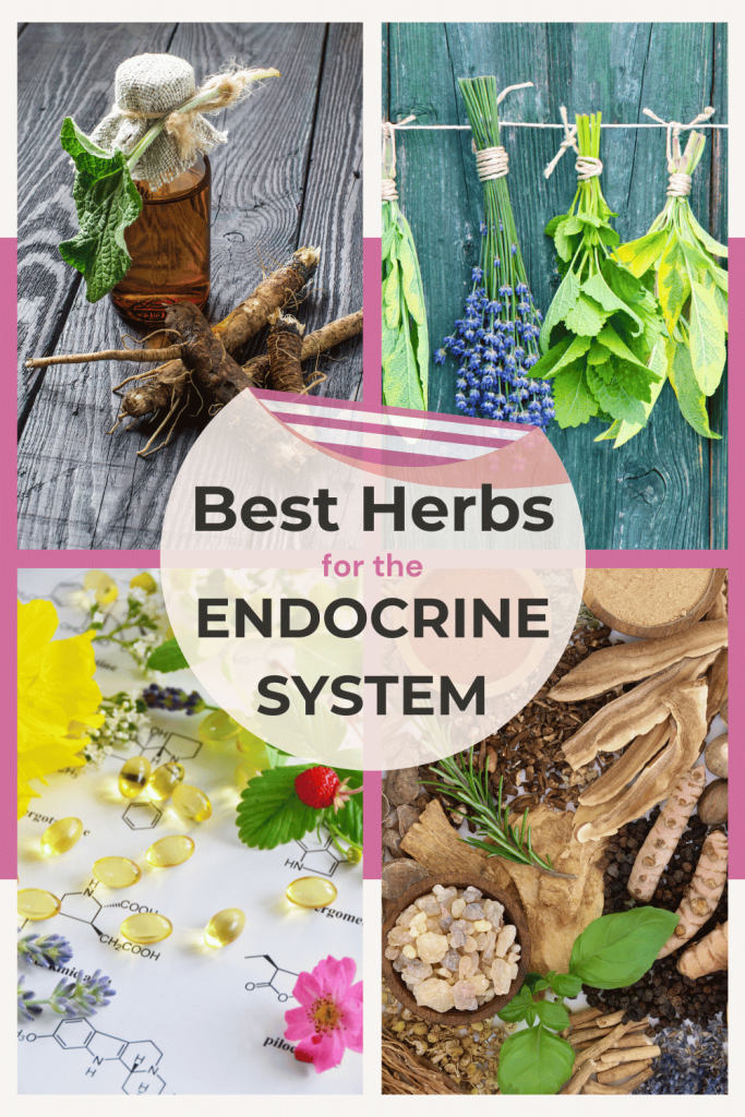 best herbs for the endocrine system pinterest pin