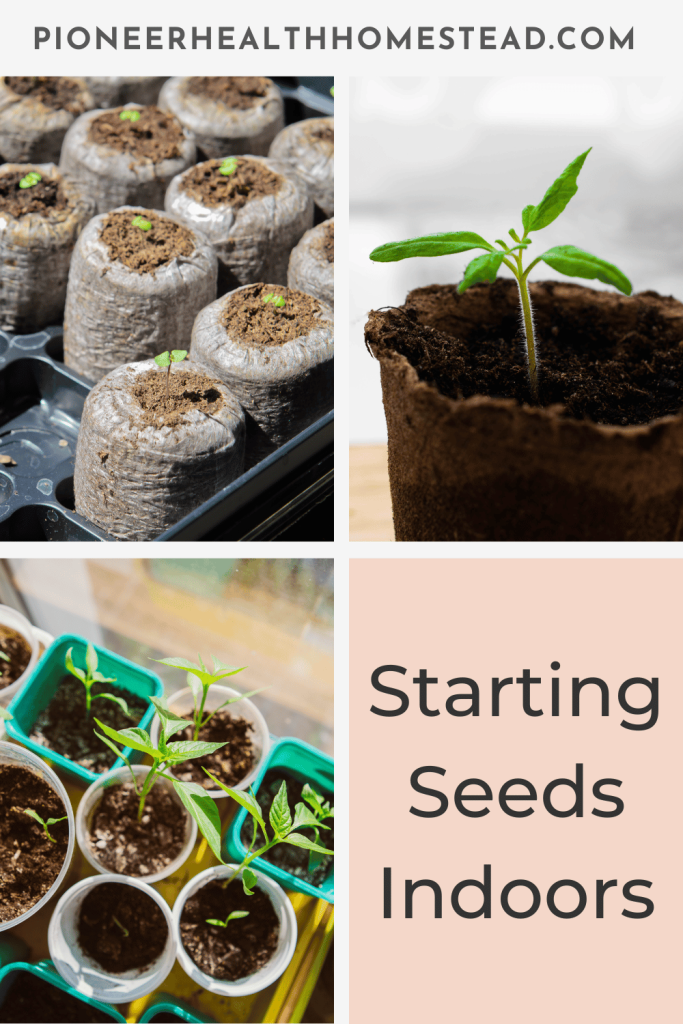 pinterest pin starting seeds indoors seedlings in pots