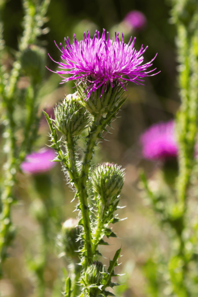 blessed thistle herb