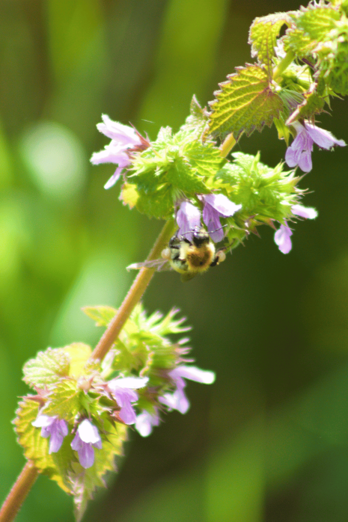 horehound herb with bee