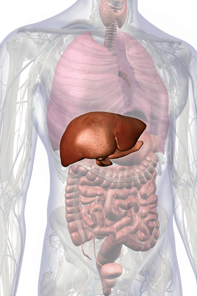 liver anatomy