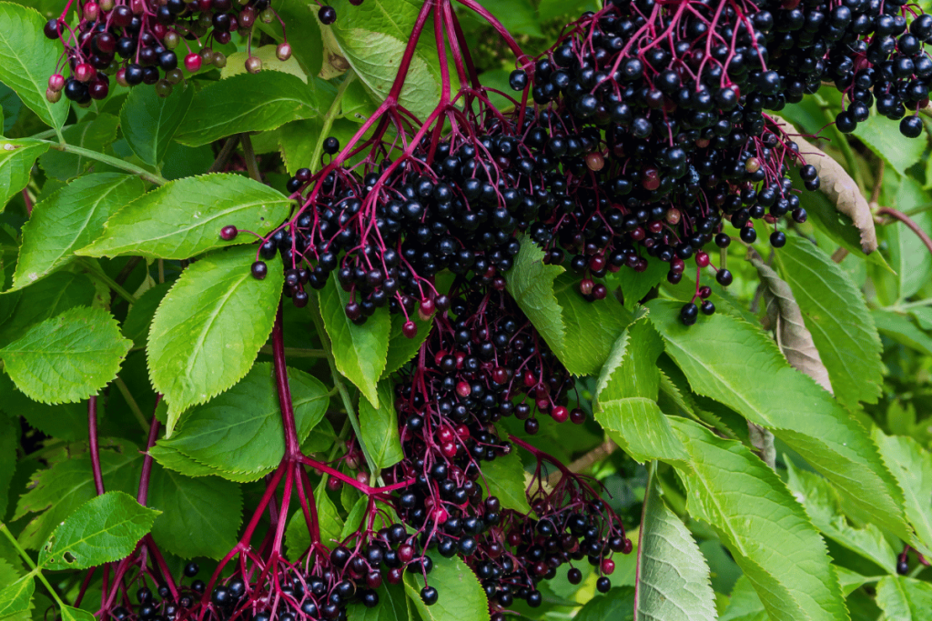 Elder plant with berries fresh elderberries