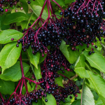 Elder plant with berries elderberry plant fresh berries