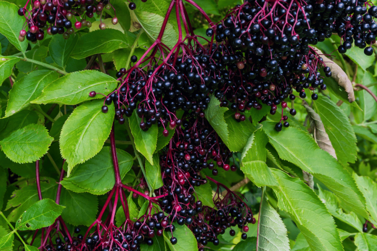 Elder plant with berries