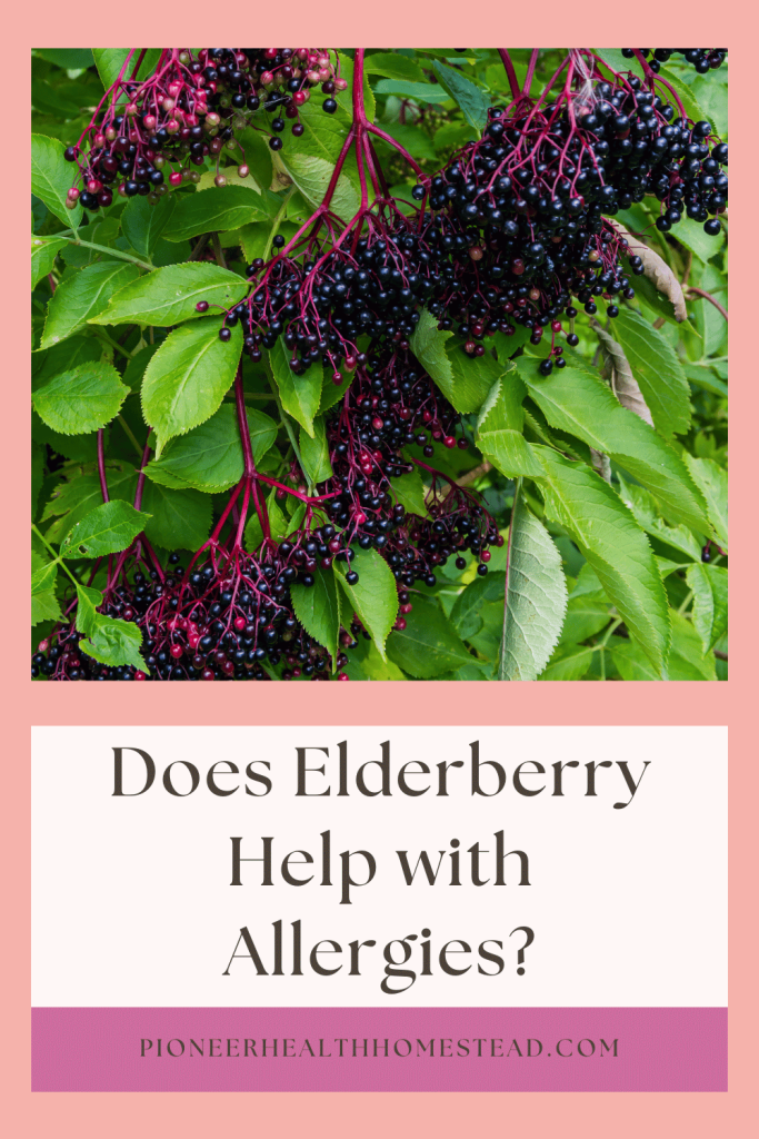Does elderberry help with allergies pinterest pin with elder plant and berries
