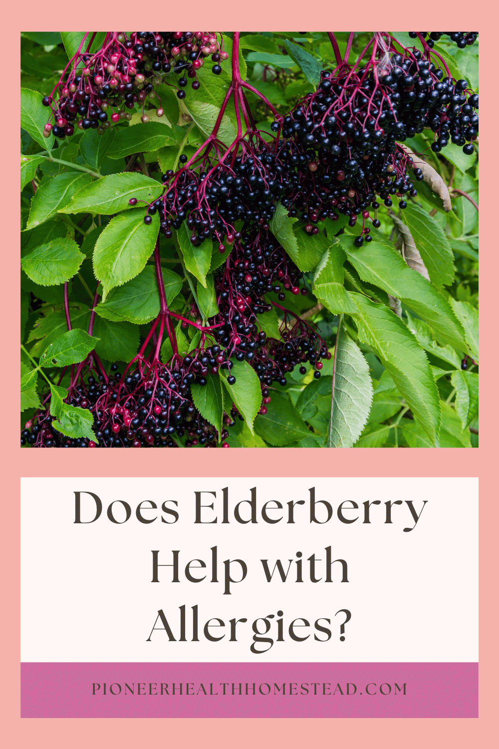 Does Elderberry Help with Allergies: Get Natural Relief Now - Pioneer ...