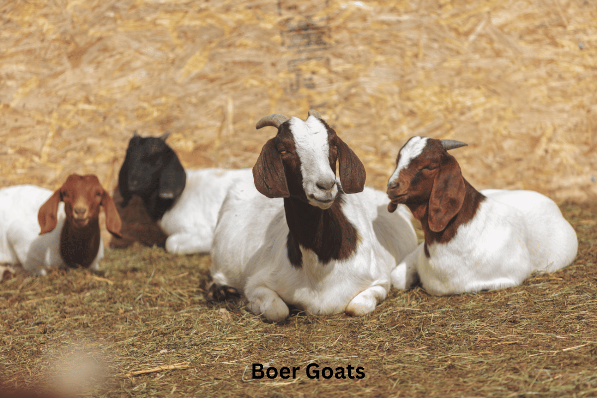 Dynamic Can Goats Eat Timothy Hay Capture for Desktop Dynamic Can Goats Eat Timothy Hay Capture for Desktop