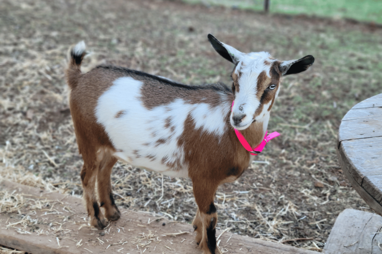 Priscilla nigerian dwarf goat kid