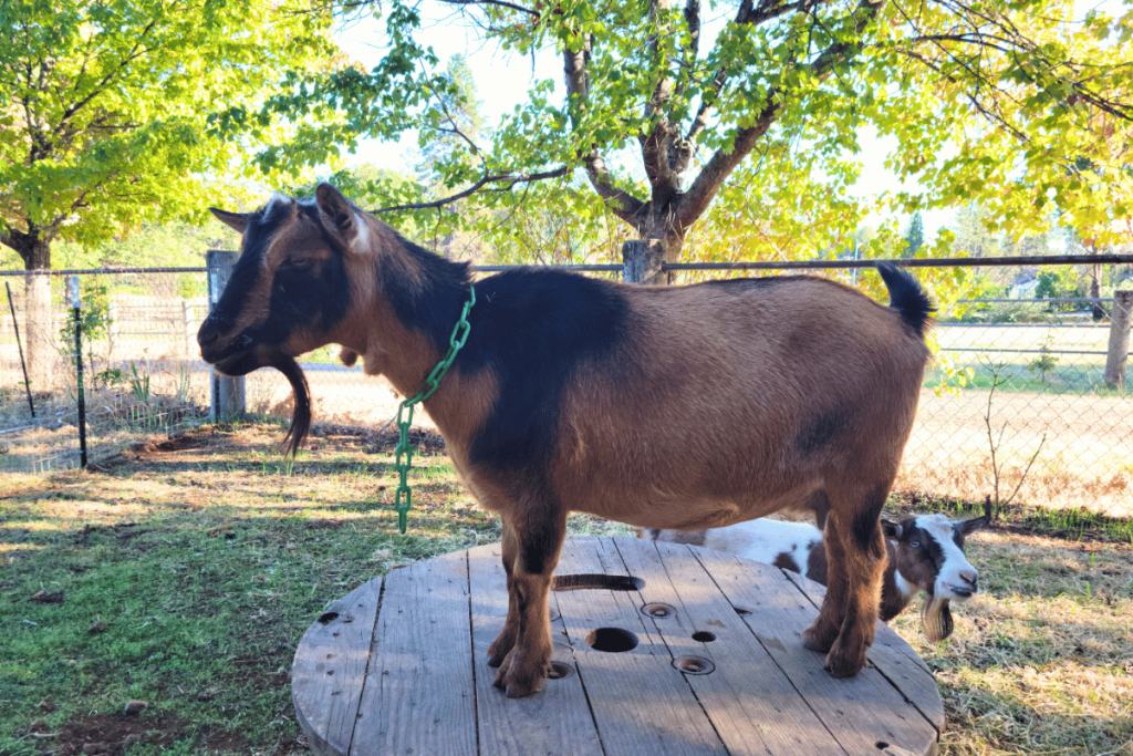  nigerian dwarf goat pregnant doe