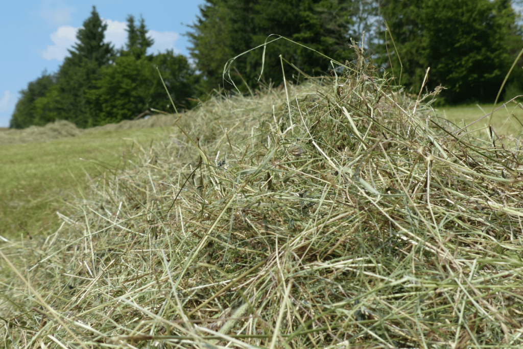 Orchard grass hay